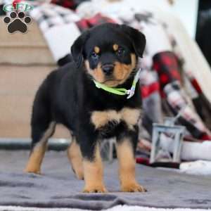 Shadow, Rottweiler Puppy